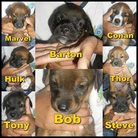 Cachorro ra a SRD idade Abaixo de 2 meses nome Hulk, Conan, Steve,