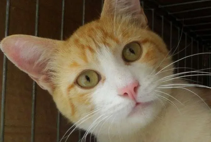 Gato ra a SRD idade 7 a 11 meses nome Tandy