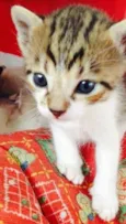 Gato raça  idade 2 a 6 meses nome Nao tem nome