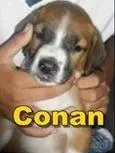 Cachorro ra a SRD idade Abaixo de 2 meses nome Hulk, Conan, Steve,