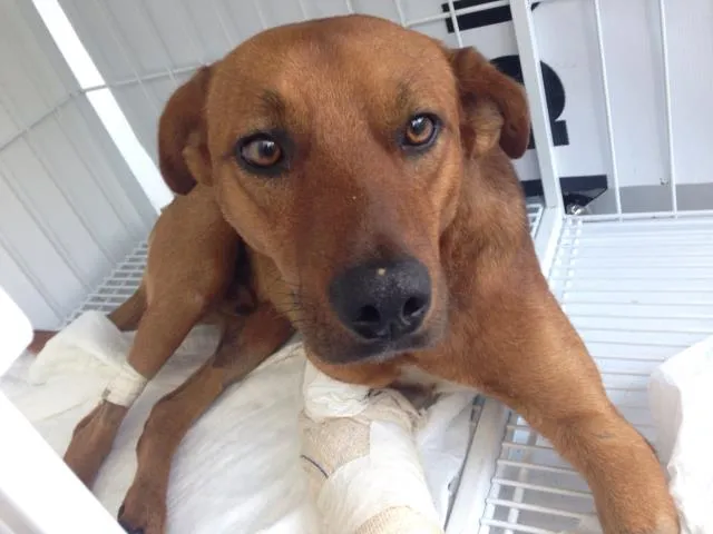 Cachorro ra a Vira-lata idade  nome Fanto