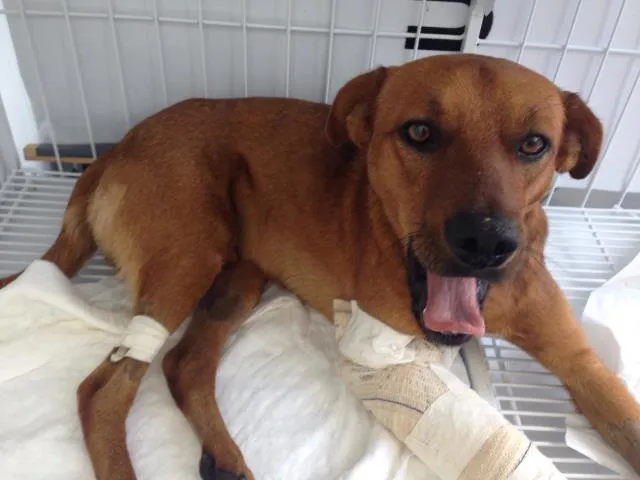 Cachorro ra a Vira-lata idade  nome Fanto