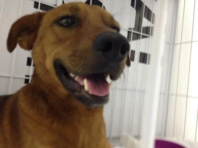 Cachorro ra a Vira-lata idade  nome Fanto