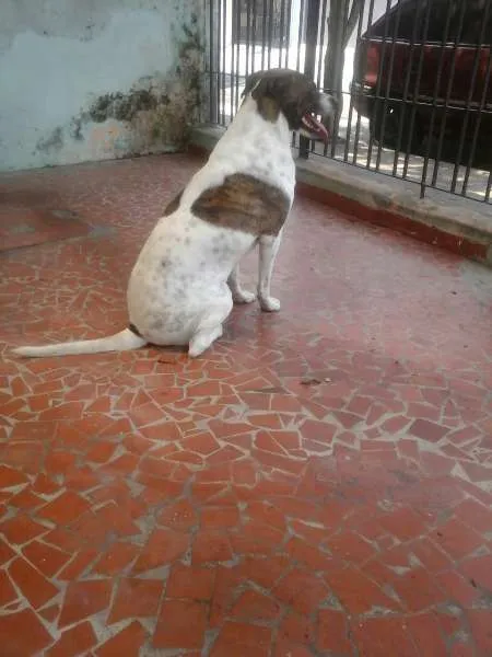 Cachorro ra a Boxer idade 2 anos nome Max