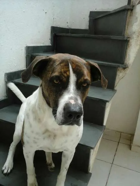 Cachorro ra a Boxer idade 2 anos nome Max