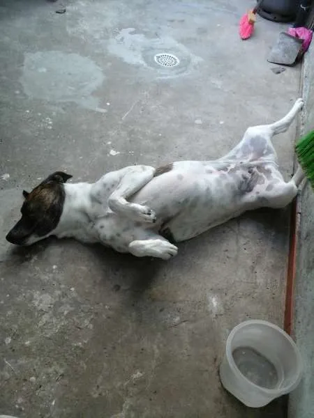 Cachorro ra a Boxer idade 2 anos nome Max