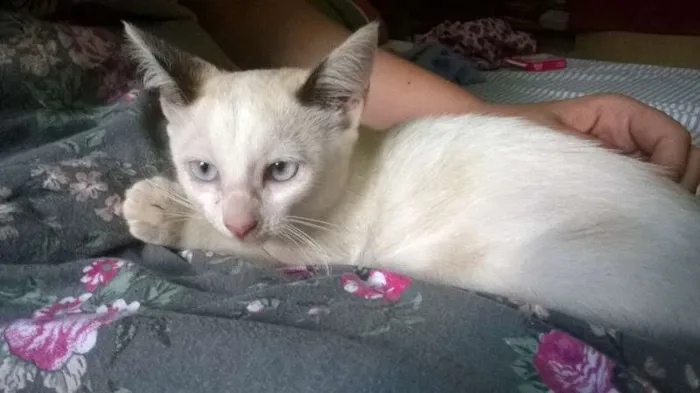 Gato ra a SRD idade 2 a 6 meses nome Rainha