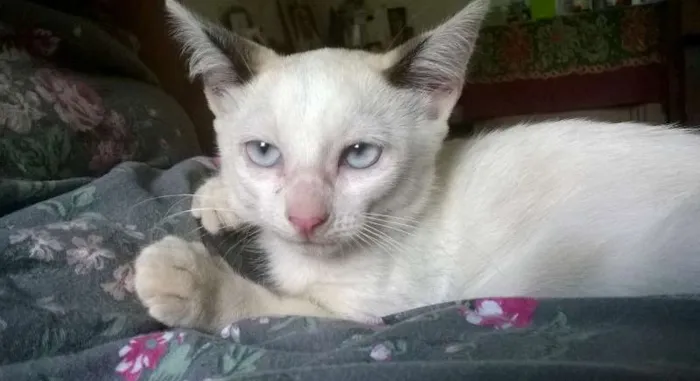 Gato ra a SRD idade 2 a 6 meses nome Rainha