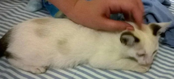 Gato ra a SRD idade 2 a 6 meses nome Rainha