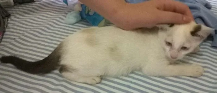 Gato ra a SRD idade 2 a 6 meses nome Rainha