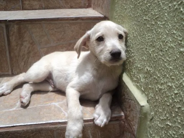 Cachorro ra a SRD idade 2 a 6 meses nome Duque