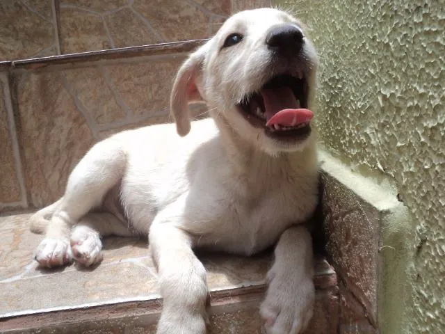 Cachorro ra a SRD idade 2 a 6 meses nome Duque