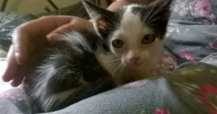 Gato ra a SRD idade 2 a 6 meses nome Madruguinha