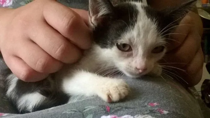 Gato ra a SRD idade 2 a 6 meses nome Madruguinha