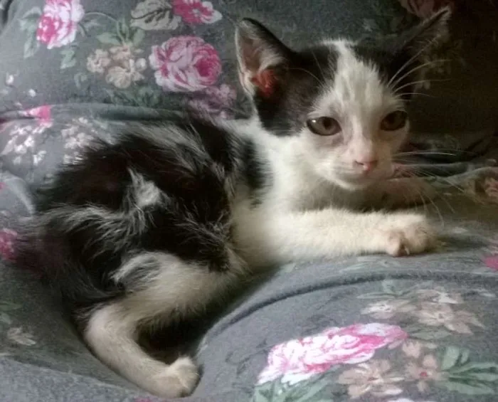 Gato ra a SRD idade 2 a 6 meses nome Madruguinha