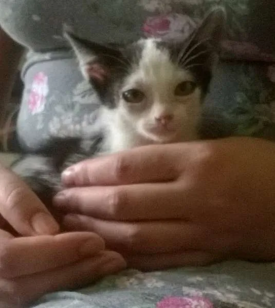 Gato ra a SRD idade 2 a 6 meses nome Madruguinha