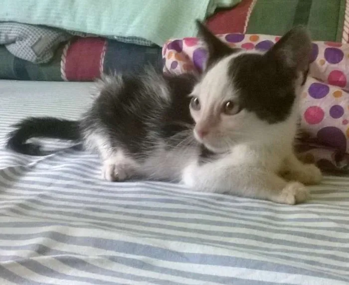 Gato ra a SRD idade 2 a 6 meses nome Madruguinha