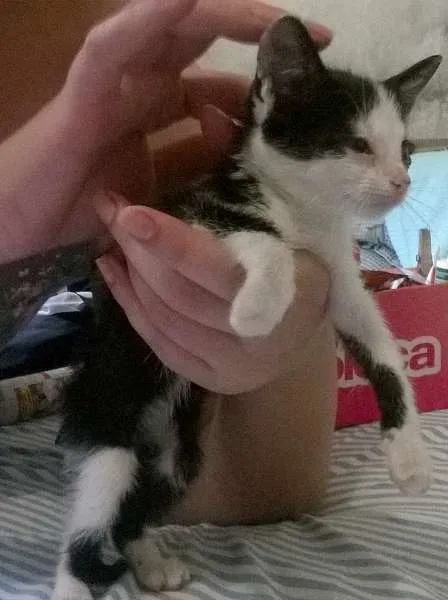 Gato ra a SRD idade 2 a 6 meses nome Madruguinha