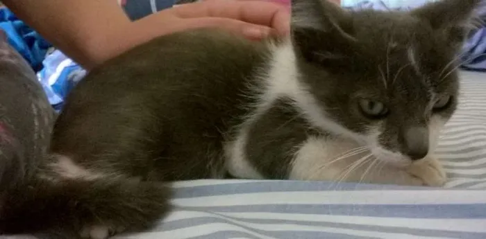 Gato ra a SRD idade 2 a 6 meses nome Azulão
