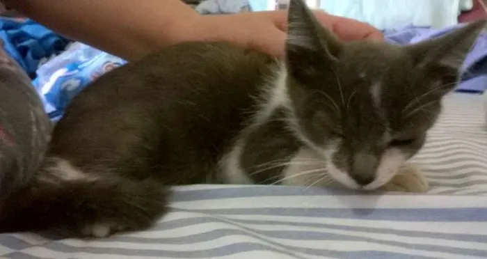 Gato ra a SRD idade 2 a 6 meses nome Azulão