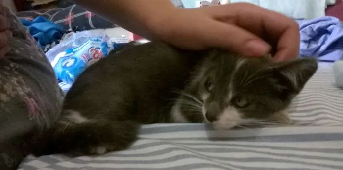 Gato ra a SRD idade 2 a 6 meses nome Azulão