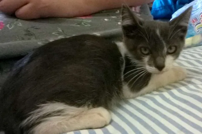 Gato ra a SRD idade 2 a 6 meses nome Azulão