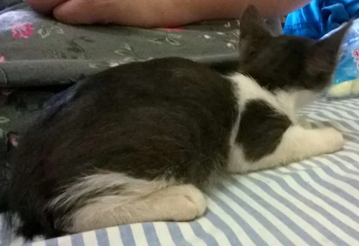 Gato ra a SRD idade 2 a 6 meses nome Azulão