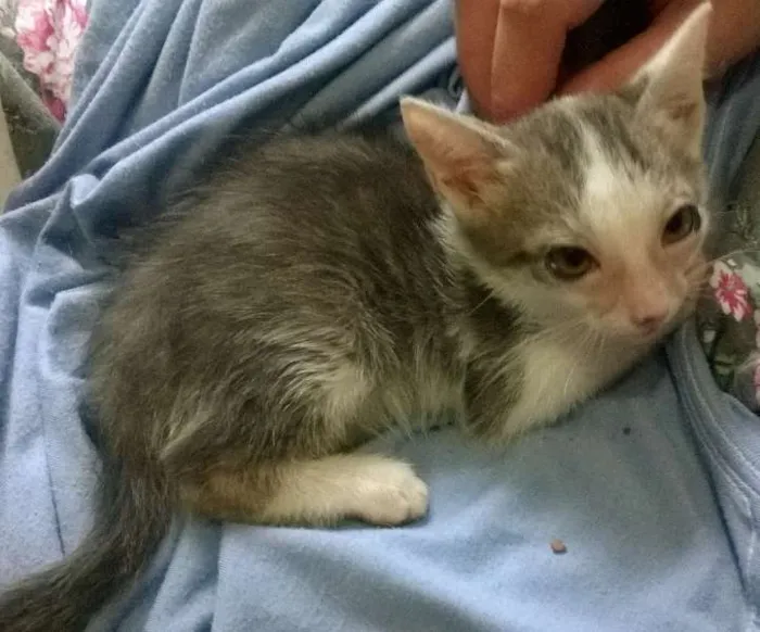 Gato ra a SRD idade 2 a 6 meses nome Raje