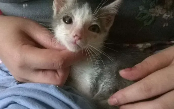 Gato ra a SRD idade 2 a 6 meses nome Raje