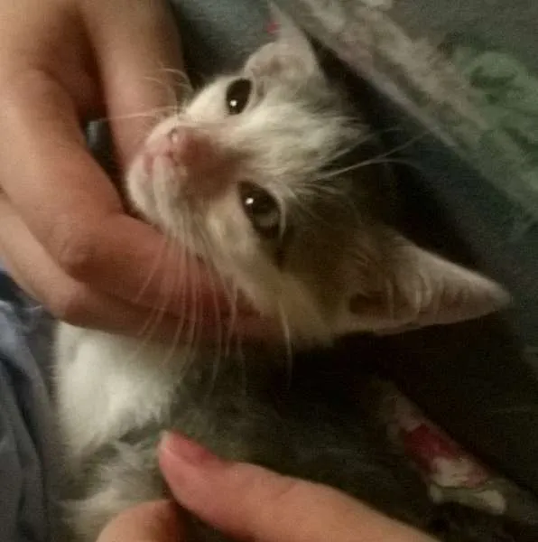 Gato ra a SRD idade 2 a 6 meses nome Raje