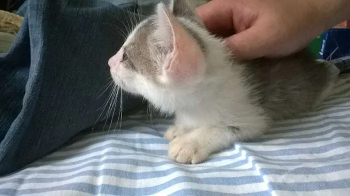 Gato ra a SRD idade 2 a 6 meses nome Raje
