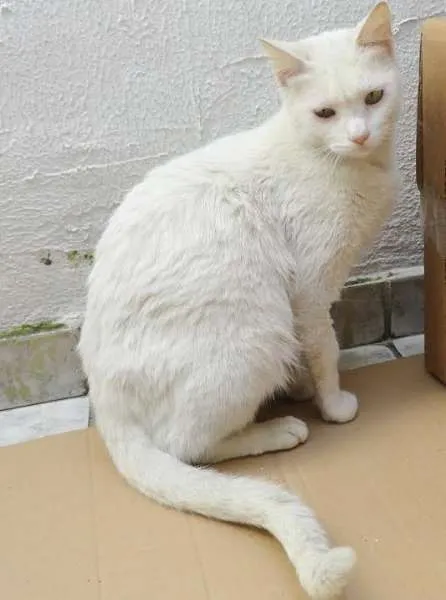 Gato ra a SRD idade 1 ano nome Branquinha