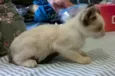 Bebe