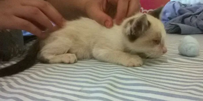 Gato ra a SRD idade 2 a 6 meses nome Bebe