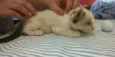 Bebe