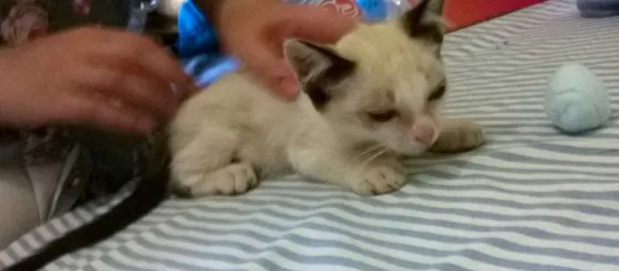 Gato ra a SRD idade 2 a 6 meses nome Bebe