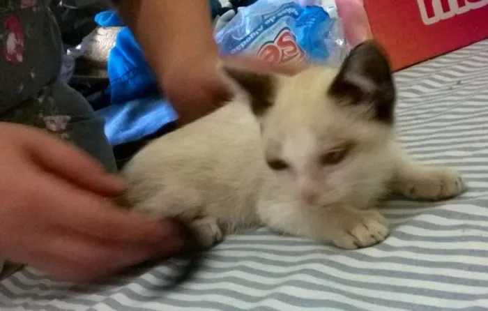 Gato ra a SRD idade 2 a 6 meses nome Bebe