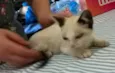 Bebe