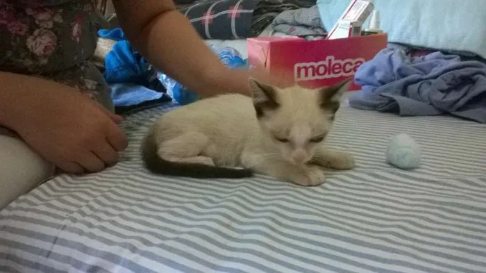 Gato ra a SRD idade 2 a 6 meses nome Bebe