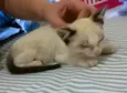 Bebe
