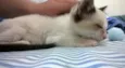 Bebe