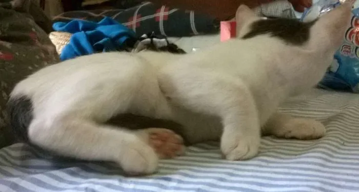 Gato ra a SRD idade 2 a 6 meses nome Lorde