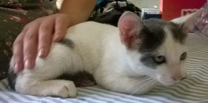 Gato ra a SRD idade 2 a 6 meses nome Lorde