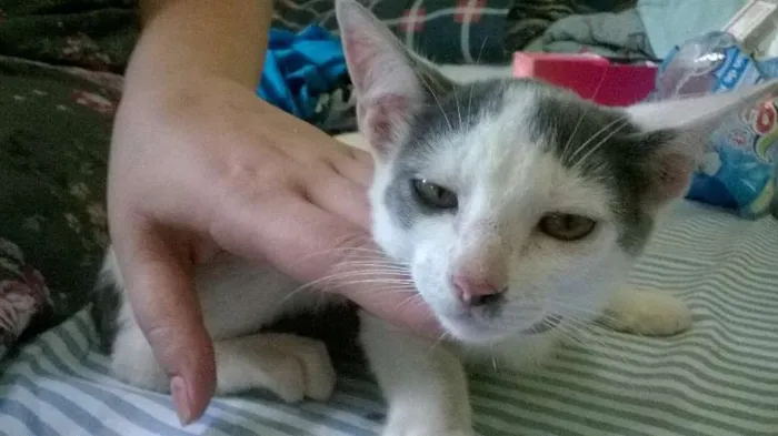 Gato ra a SRD idade 2 a 6 meses nome Lorde