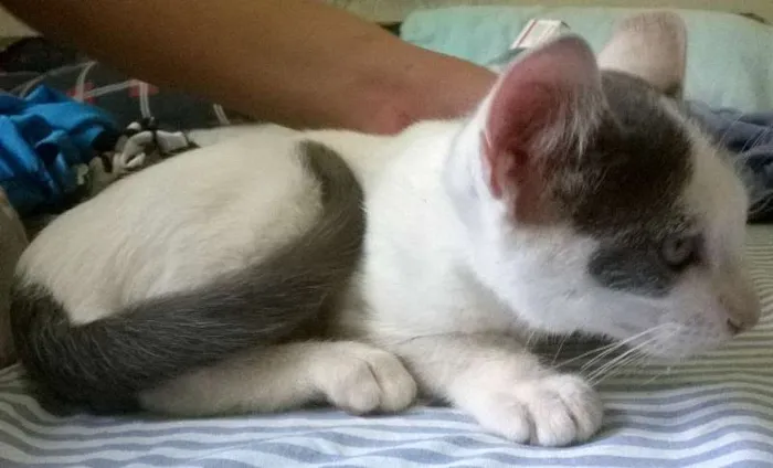 Gato ra a SRD idade 2 a 6 meses nome Lorde
