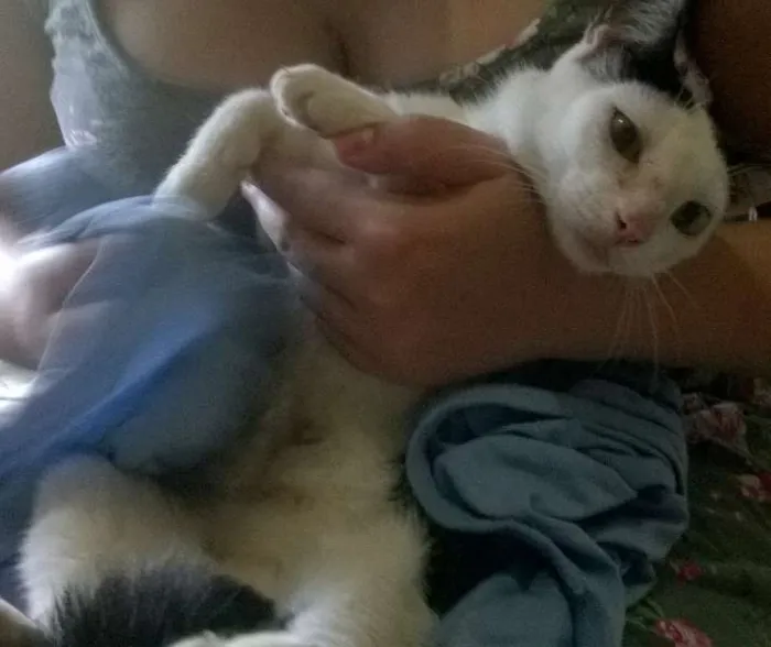 Gato ra a SRD idade 7 a 11 meses nome Três