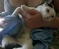 Três