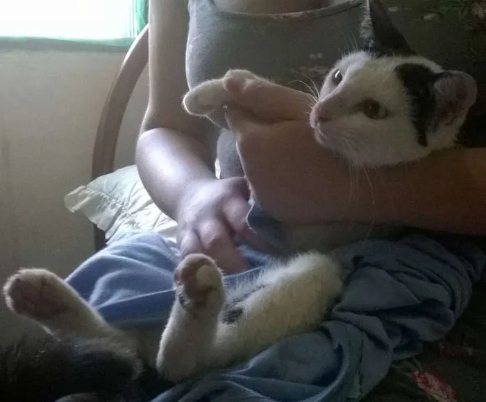 Gato ra a SRD idade 7 a 11 meses nome Três