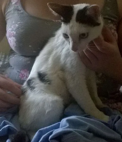 Gato ra a SRD idade 7 a 11 meses nome Três