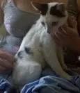 Três